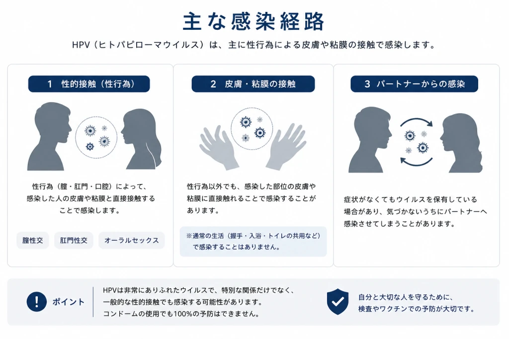 HPVの主な感染経路：性的接触（膣性交・肛門性交・オーラルセックス）、皮膚・粘膜の接触、パートナーからの感染。握手や入浴では感染しない