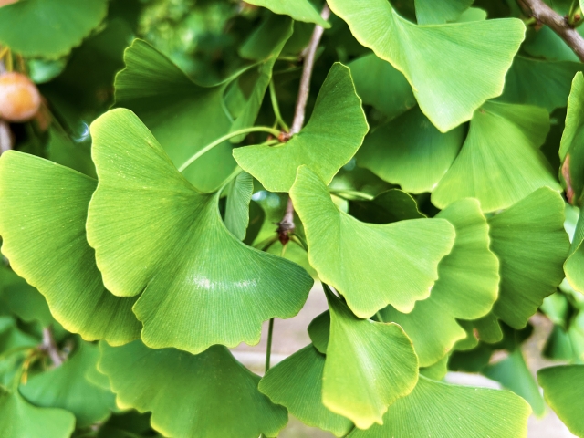 イチョウ葉