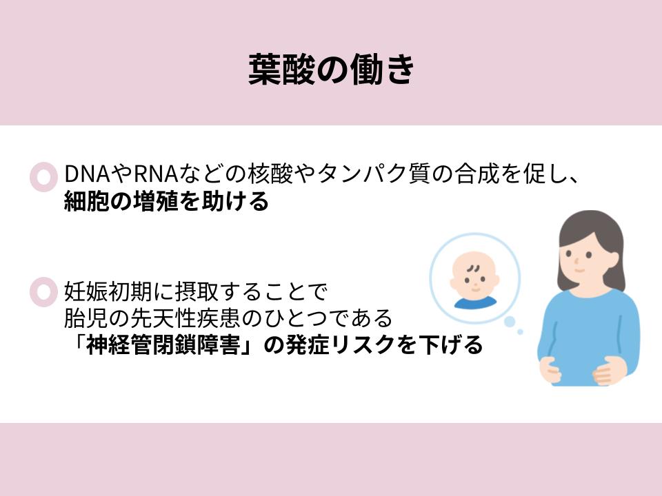 葉酸の働き