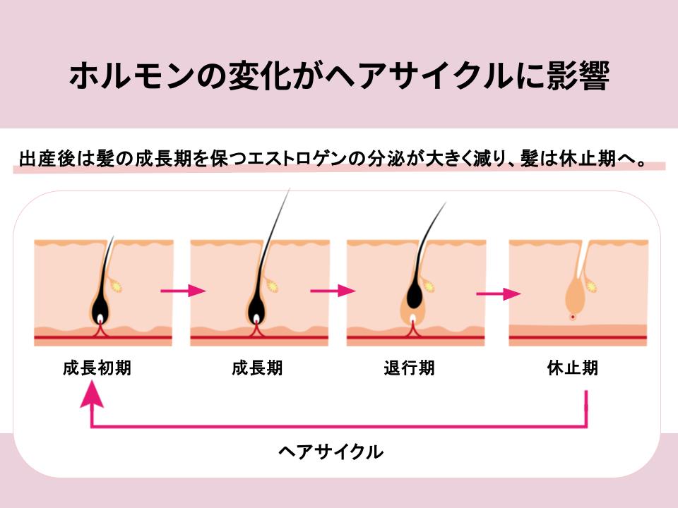 ホルモンの変化がヘアサイクルに影響